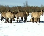 Papes ezera pļavās savvaļas zirgiem un govīm sāk dzimt mazuļi