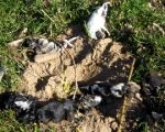 Policija izmeklē septiņu kucēnu nāvi