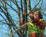 Arboristi iebilst pret dzīvu koku pārvēršanu stabos
