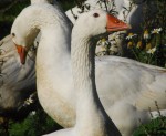 Mudina diskutēt par lauksaimniecības nākotni