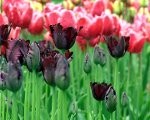 Tulpes priecēs līdz maija beigām