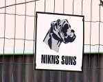 Suns bērnam sakož degunu