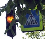 Traģēdijas vietā nozāģē astoņas liepas