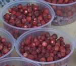 Lielajā karstumā turpina ogot un sēņot