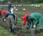 Sāk novākt kartupeļus trūcīgo ģimeņu atbalstam