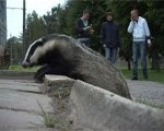 Āpša šovs tramvaja pieturā