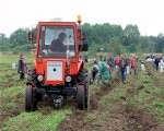 Kartupeļu talka “Lauki – pilsētai” sākusies