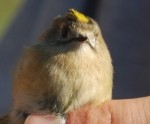 Putni šogad migrē agrāk