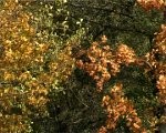 Sagrābtās lapas – nodod bez maksas!