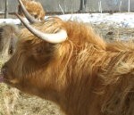 Simt bioloģisko saimniecību, bet preci nopirkt grūti