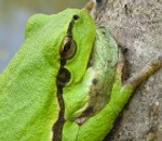 Mudina raudzīties pēc lielā tritona