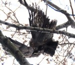 Ļauns cilvēks Jūrmalas parkā nogalina putnus