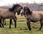 Savvaļas zirgi un tauri pārziemojuši veiksmīgi
