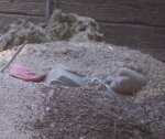 Tīrības vietā rada putekļu mākoņus
