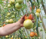 Izlolotais pašmāju bumbulis ir klāt!
