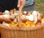 Sēņotājiem aktīvākais darbošanās laiks
