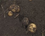 Būs kartupeļi trūcīgajiem liepājniekiem