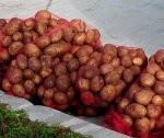 Dalīs kartupeļus arī maznodrošinātajiem liepājniekiem
