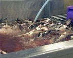 Darbu sācis mencu filejas ražošanas cehs