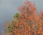Par pēdējām rudens lapām
