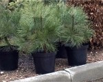 Laiks gādāt eglīti