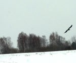 Valsts palīdzēs izdevīgāk nopirkt zemi