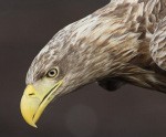 Ornitologs: “Jūras ērgļi ir diezgan elastīgi”