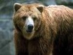 Kalvenes zoodārza lāči beidzot devušies uz ziemas guļu