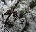 Liepājā aizvadītajā naktī bijis -20,6 grādu sals