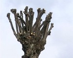 Zāģa darbi Liepājā