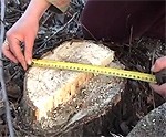 Iedzīvotājus turpina uztraukt koku ciršana Pulvera ielā