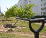 Cilvēki bēdājas par jauno kociņu likteni