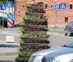 Sāk ziedēt piramīdas