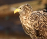 Atklāj fotoizstādi “Ērgļi pāri robežām”