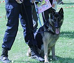 Policija gandarīta par apmeklētāju lielo interesi ģimenes svētku laikā
