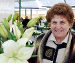 Pirmās lilijas gandrīz iztirgotas