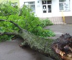 Milzu koki apdraud ēkas