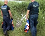 Policisti rāda ceļu gulbjiem