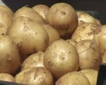 Grobiņas novadā novāks kartupeļu ražu trūcīgajiem liepājniekiem