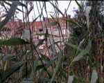 Sakopj Liepājas ezera piekrasti