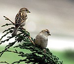 Dabas draugus aicina uz Eiropas Putnu vērošanas dienām