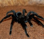 Liepājā iegriezīsies reptiļu izstāde no Vācijas