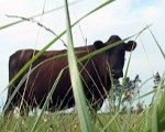 Par pārprodukciju pienražotājiem, iespējams, būs jāmaksā sodi