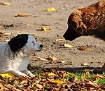 Stāstīs, kā veidot bērniem drošu saskarsmi ar suni