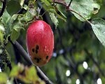Paglābj no sapūšanas atdodot labdarības virtuvei