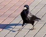 Pēc putnu uzbrukumiem nozāģē kokus