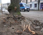 Ar traktora kausu – saknes nost!