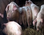 Satraukumam par cūku mēri mūspusē nav pamata
