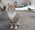 Prezentēs jaunas iespējas dzīvnieku aizsardzības jomā