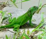Krokodilus un žņaudzējčūskas liepājnieki nelolo